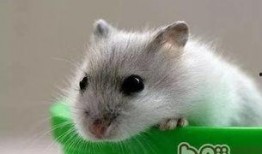 仓鼠王惊天爆料视频